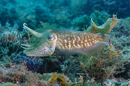 Common cuttlefish, by Poco a poco