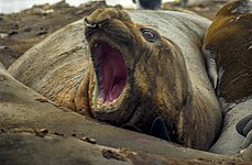 Southern elephant seal (Mirounga leonina)