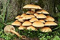 Image 28Pholiota squarrosa growing at the base of a tree (from Mushroom)