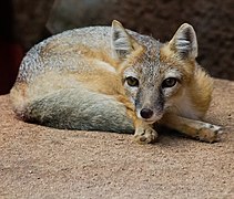 Swift fox (Vulpes velox).