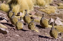 Puna tinamou