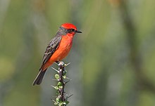 Bird on thorny branch