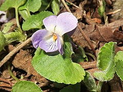 花柱はカギ形に曲がる。