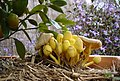 Image 17Yellow flower pot mushrooms (Leucocoprinus birnbaumii) at various states of development (from Mushroom)