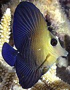 Z. scopas juvenil entre coral Acropora