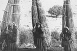 Hula. Papyrus harvest 1920