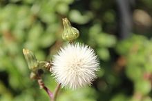 Senecio