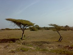 ফুজাইরাহ আমিরাতের শর্ম-ডাবনায় বাবলা টর্টিলিস