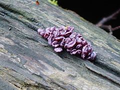 Ascocoryne sarcoides Forme résupinée basique