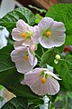 Abutilon 'Appleblossom'