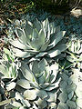 Parry Agave