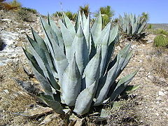 Description de l'image Agave scabra 1.jpg.