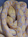 Reptile : Python réticulé (Malayopython reticulatus).