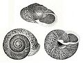 The polygyrid snail, Allogona townsendiana from Binney, 1878.