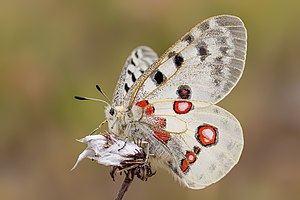 21. Platz: Michael Schroeren mit Ein seltener Apollofalter (Parnassius apollo) im Naturpark Altmühltal