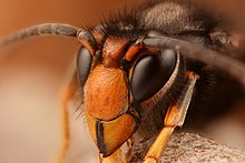 Un ensemble ovale allongé sur la verticale ; des "yeux" très grands ; l'ensemble a plutôt l'aspect d'un casque que d'une figure ; deux antennes sortent du haut.