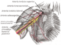 Axillary branches es.png, procedente de Axillary branches.PNG y Gray523.png