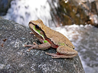 Blue Mountains tree frog, by Benjamint444