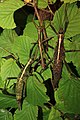 ♀♀ und ♂ der zunächst als Brasidas sp. 'Rapu-Rapu' bezeichneten Brasidas cavernosus