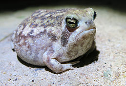 Breviceps adspersus