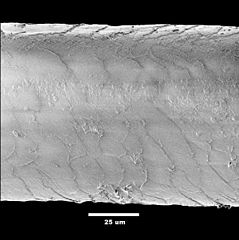 La même fibre au microscope électronique (2008)