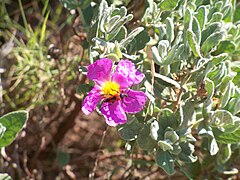 Ciste à fleurs roses dans la garrigue du Pont-du-Gard.