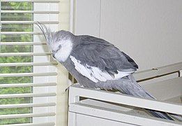 A male white-faced cockatiel resting