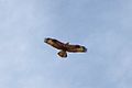 Common Buzzard Buteo buteo vulpinus in flight from Karaivetti Bird Sanctuary