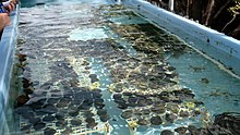 View of coral microfragments growing in a wide rectangular basin on land, known as a coral nursery.