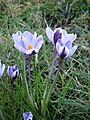 Crocus minimus