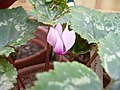 Cyclamen rohlfsianum