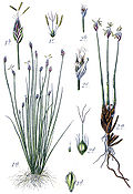 1. Eleocharis acicularis