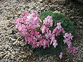 A plant with many flowers