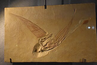 Rhamphorhynchus muensteri.