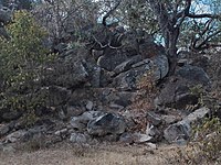 Trees at Domboshaba