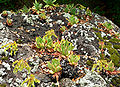 Dudleya candelabrum