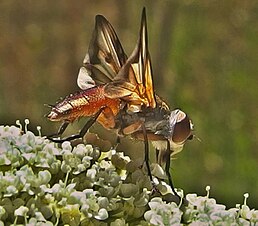 Імаго Ectophasia oblonga, Португалія