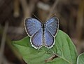 Upper side (male)