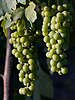 Two bunches of white grapes