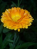 Fleur de chrysanthème