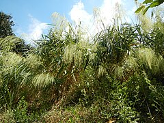 Plantes fleuries avec panicules retombantes.