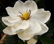 Fleur de Gardenia jasminoides.