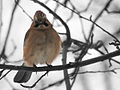 Garrulus glandarius