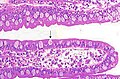 Cellule caliciforme de l'ileum