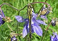 Gomphus vulgatissimus, female, South France