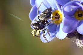 Паук Heliophanus cupreus на цветке незабудки