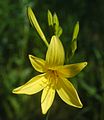 1 Hemerocallis lilioasphodelus