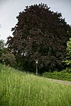 Blutbuche (Fagus sylvatica atropurpurea)