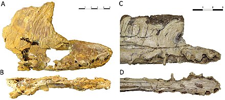 Museau de Iberodactylus comparé à celui de Hamipterus.