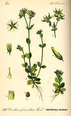 Cerastium glomeratum